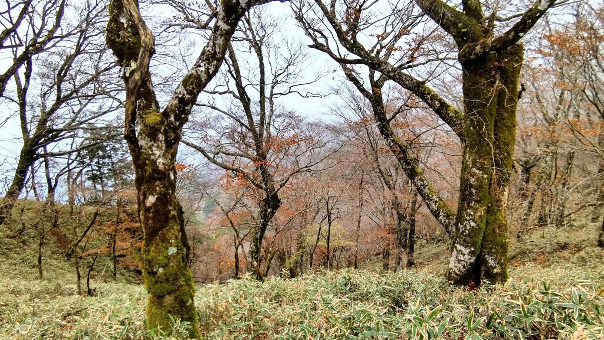 Cosmos Guesthouse Miyoshi  Eksteriør bilde